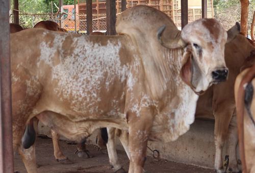 Animal & Agriculture with Dairy Products