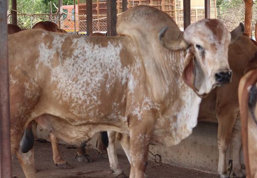 Animal & Agriculture with Dairy Products