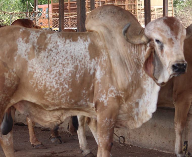 Animal & Agriculture with Dairy Products